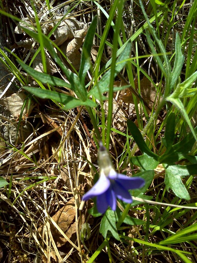 Northern Coastal Violet photo 7