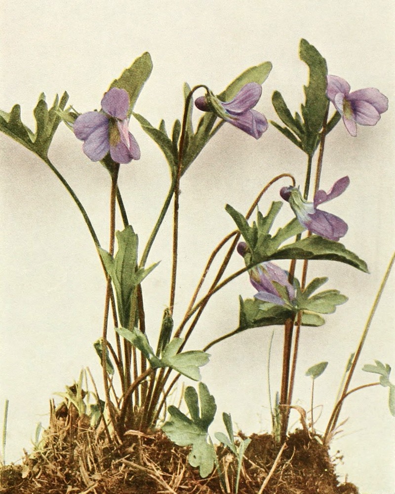 Northern Coastal Violet