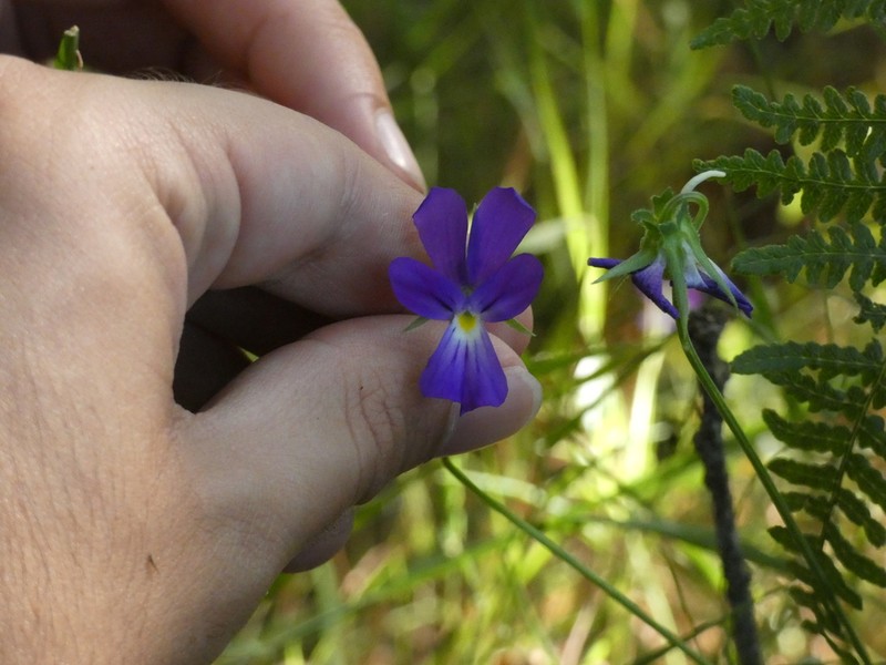 Viola bubanii