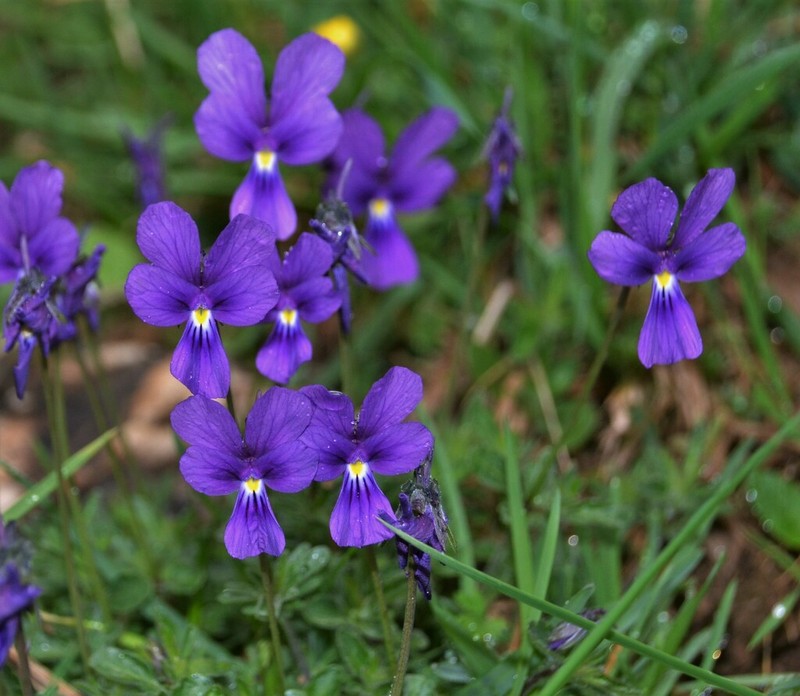 Viola bubanii photo 2