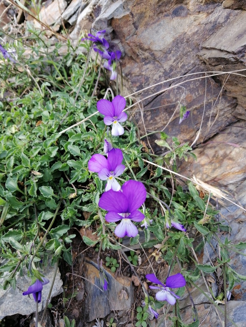 Viola bubanii photo 3
