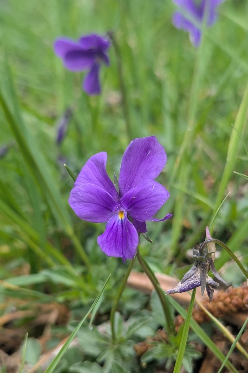 Viola bubanii photo 4