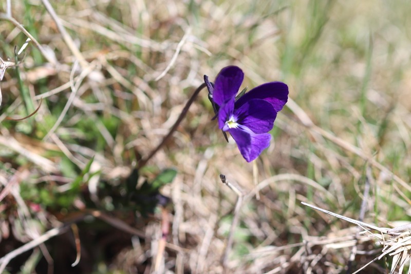 Viola bubanii photo 5