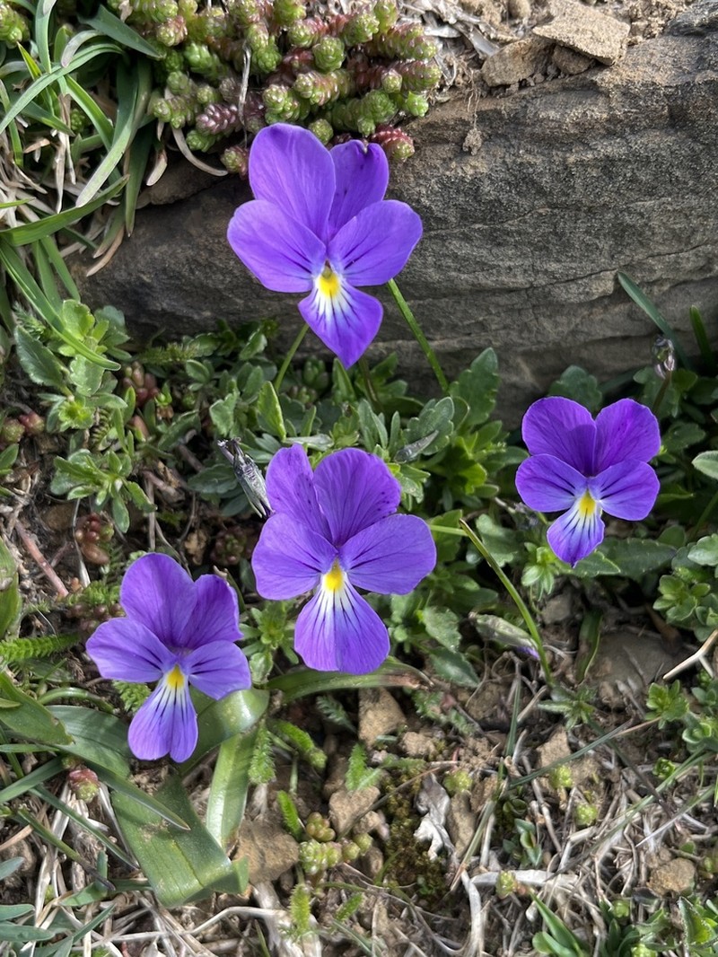 Viola bubanii photo 7