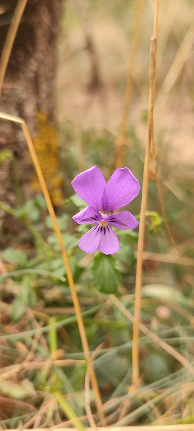 Viola bubanii photo 8
