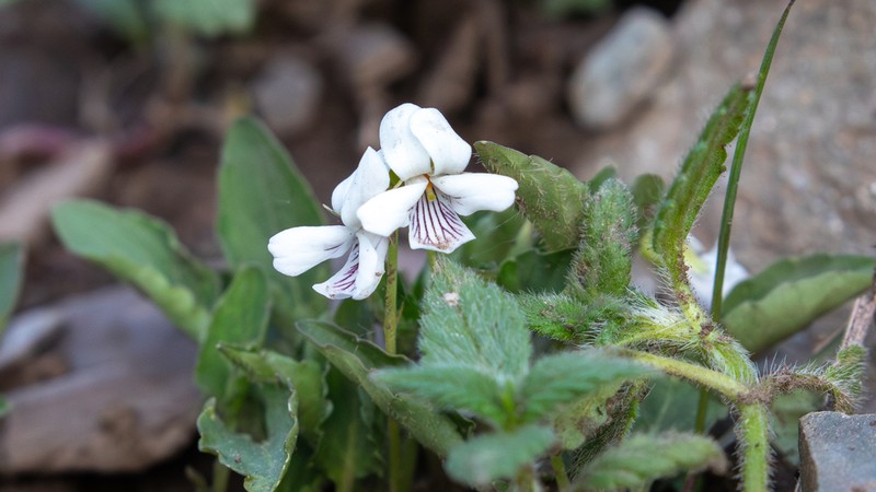 Viola bulbosa