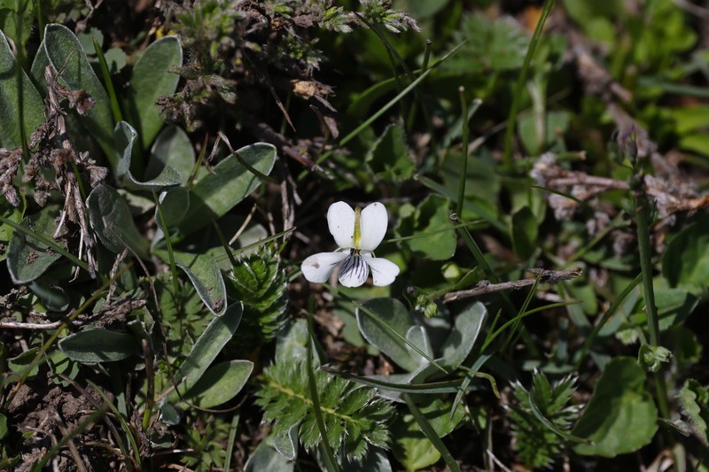 Viola bulbosa photo 2