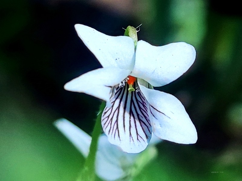 Viola bulbosa photo 3
