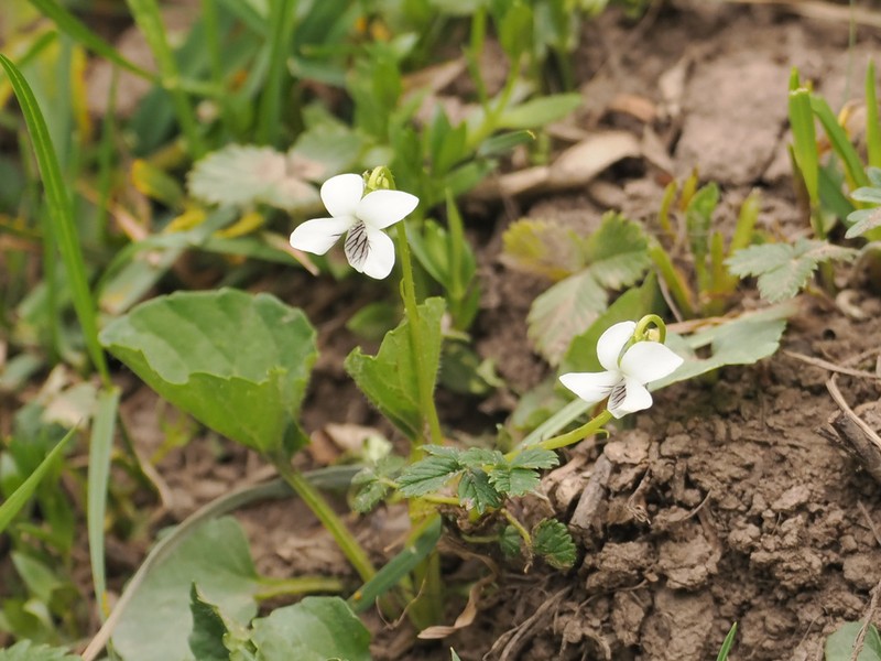 Viola bulbosa photo 4