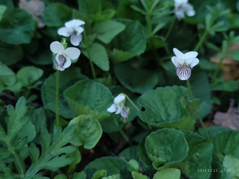 Viola bulbosa photo 5