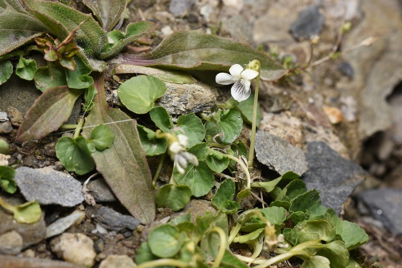 Viola bulbosa photo 6