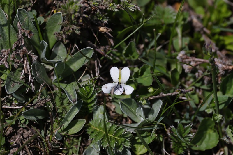 Viola bulbosa photo 7