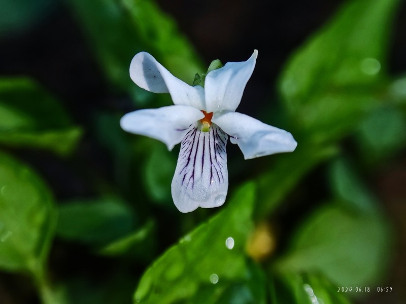 Viola bulbosa photo 8