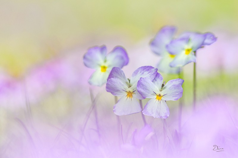 Viola calcarata photo 2