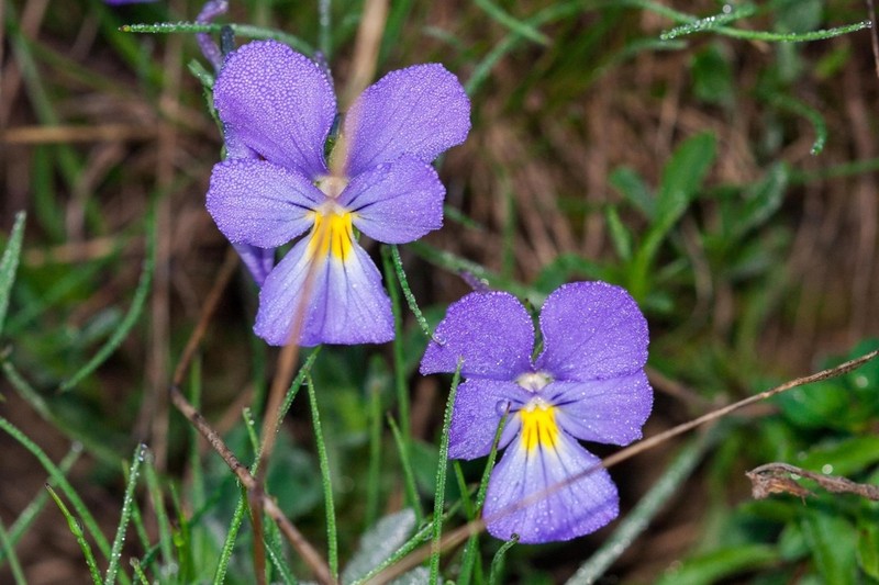 Viola calcarata photo 3