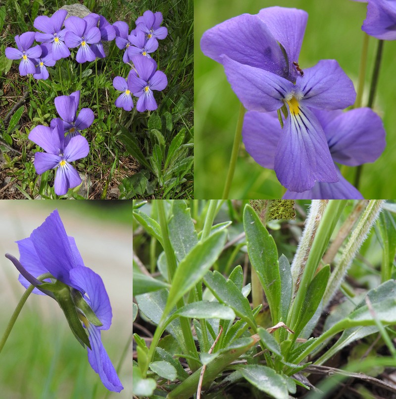 Viola calcarata photo 4