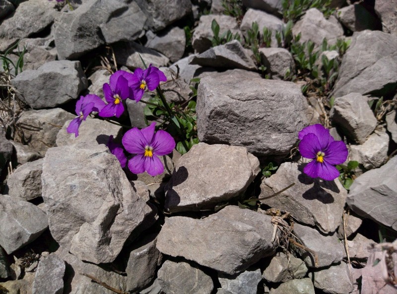 Viola calcarata photo 5