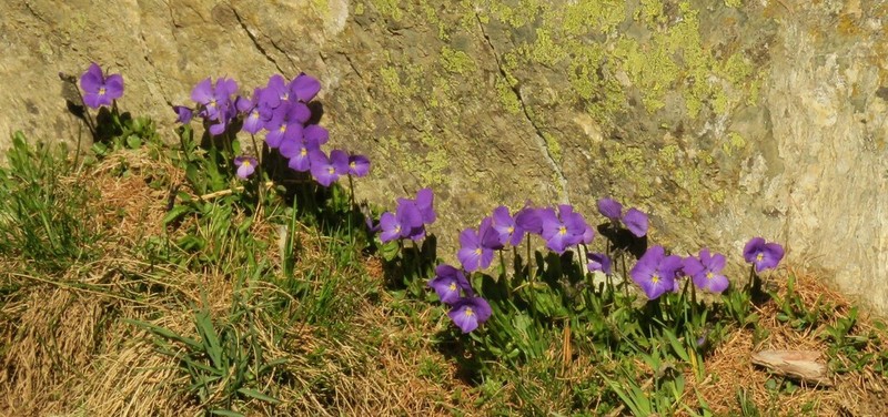 Viola calcarata photo 6