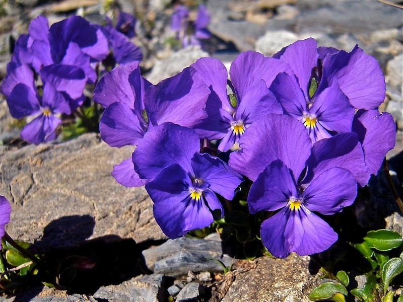 Viola calcarata photo 7
