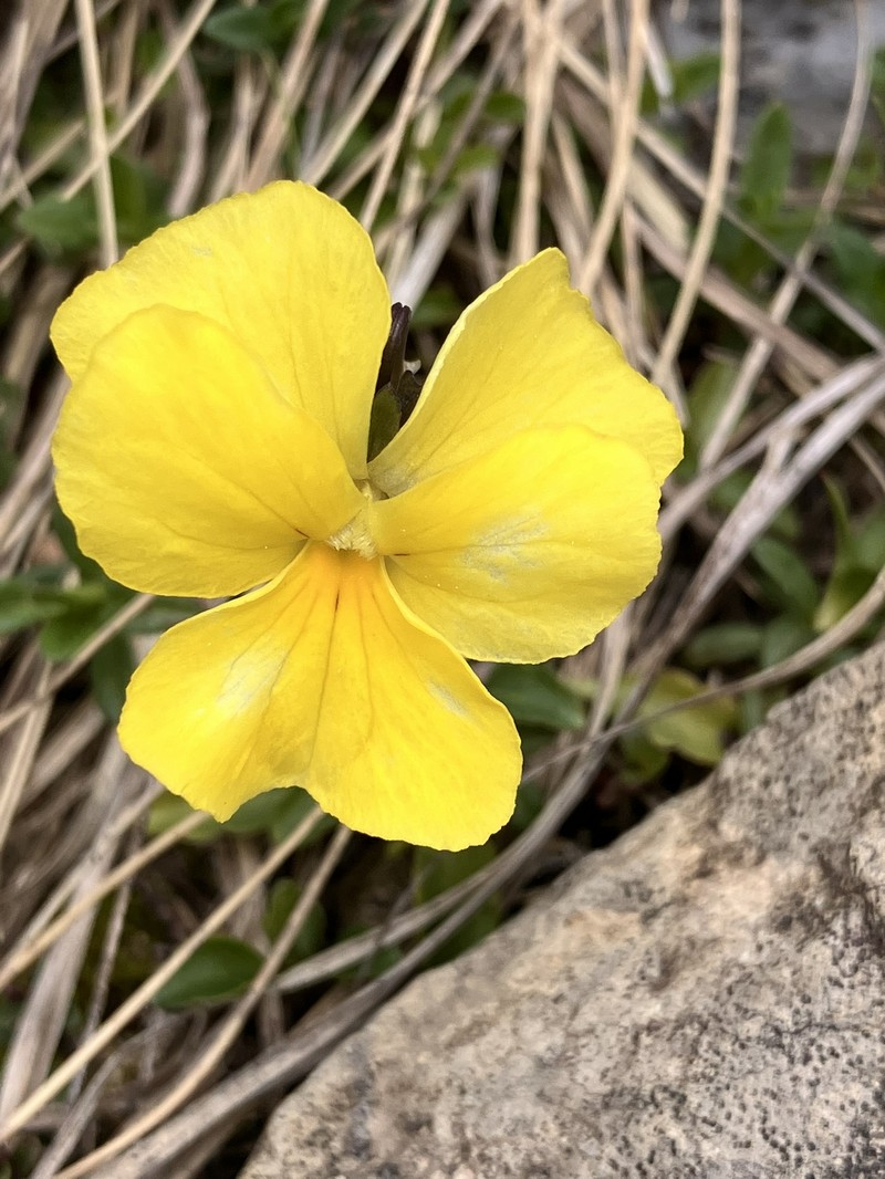 Viola calcarata subsp. zoysii