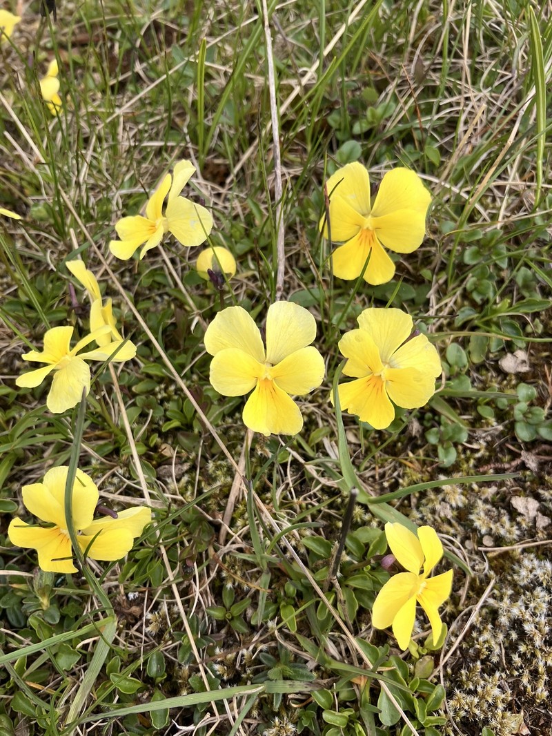 Viola calcarata subsp. zoysii photo 2