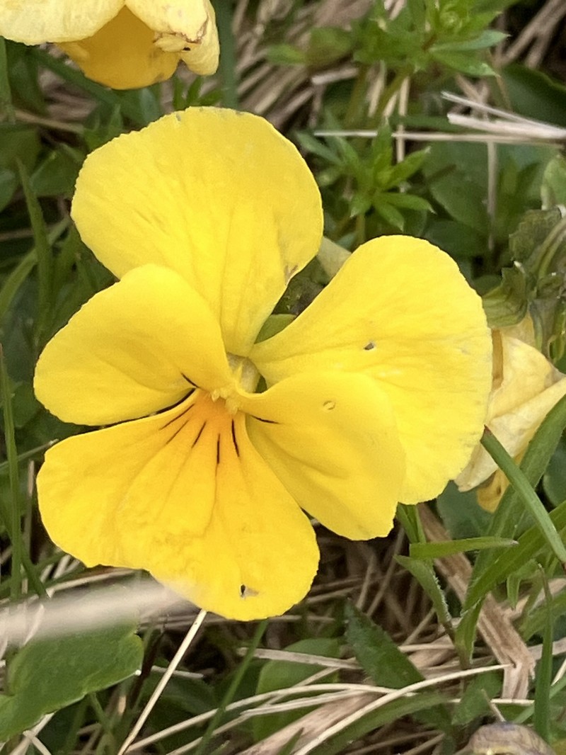 Viola calcarata subsp. zoysii photo 3