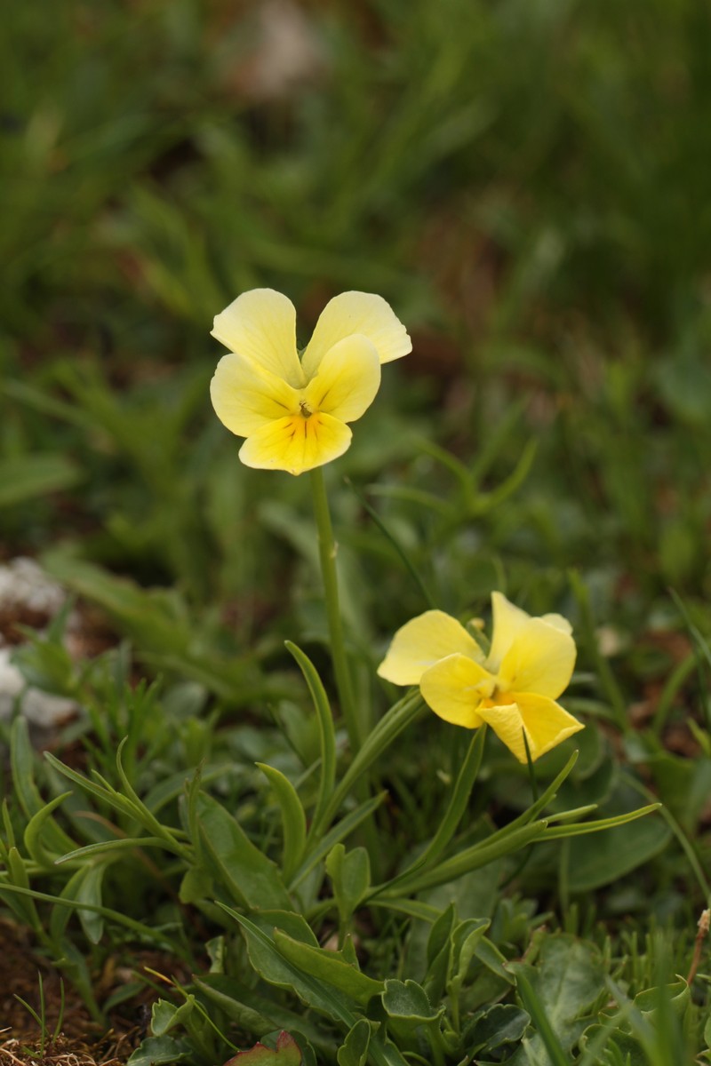 Viola calcarata subsp. zoysii photo 4