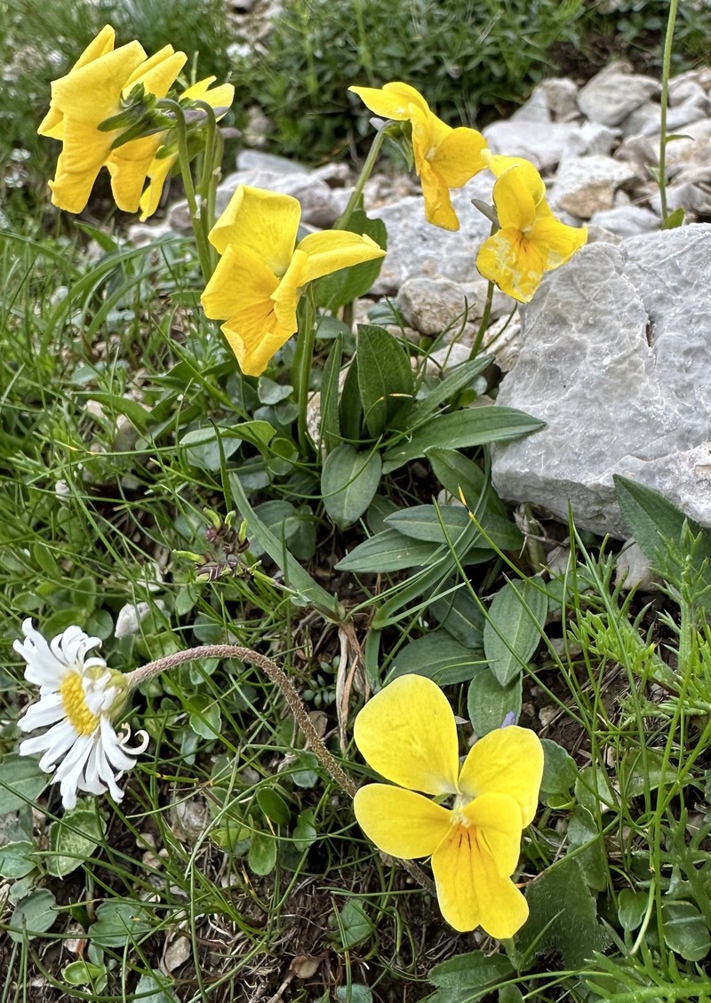 Viola calcarata subsp. zoysii photo 5