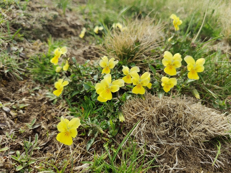 Viola calcarata subsp. zoysii photo 6