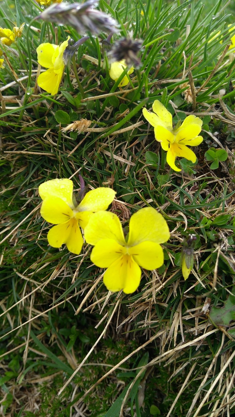 Viola calcarata subsp. zoysii photo 7