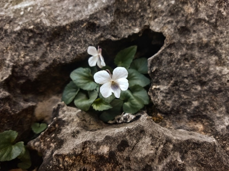Limestone Violet