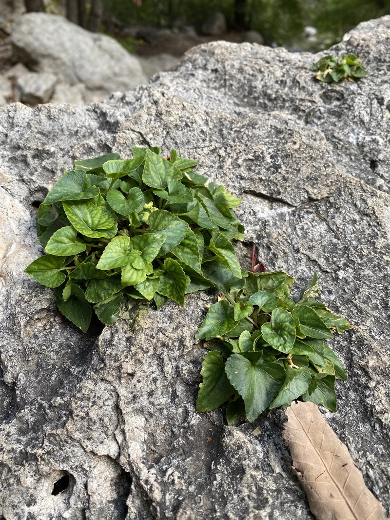 Limestone Violet photo 3