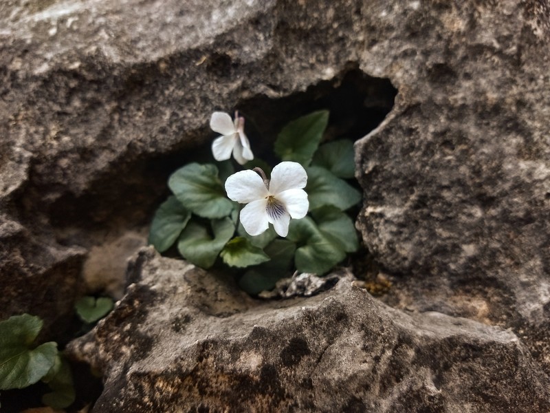 Limestone Violet photo 4