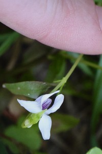 Viola caleyana