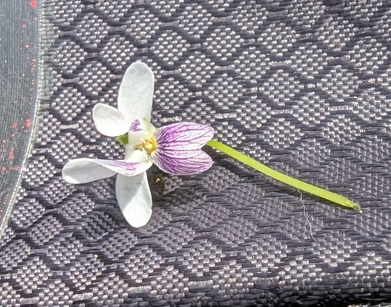 Viola caleyana photo 3