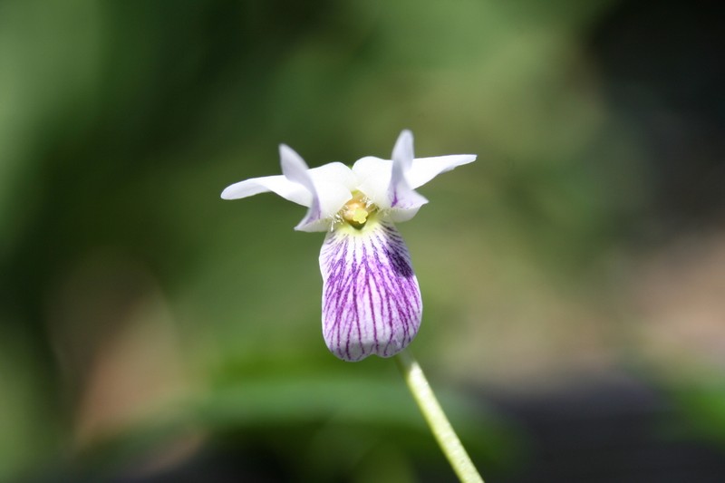 Viola caleyana photo 4