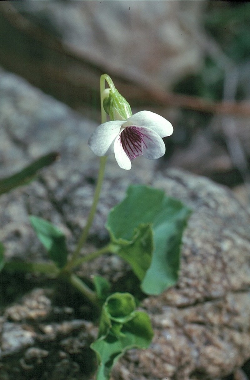 Viola caleyana photo 5