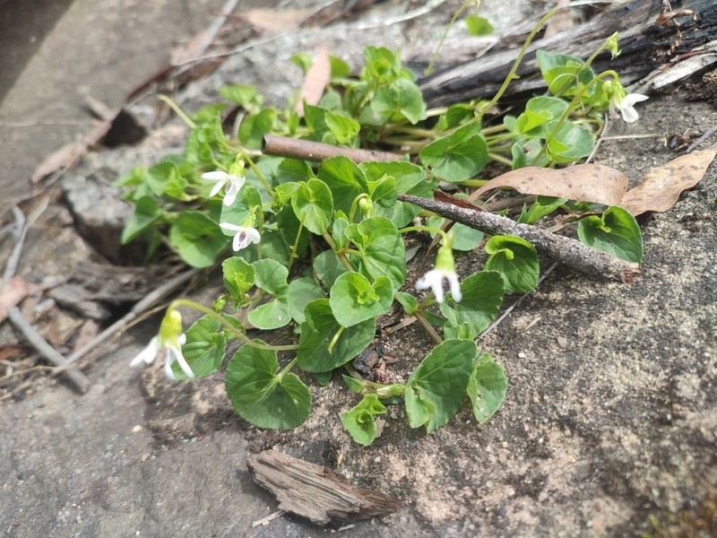 Viola caleyana photo 6