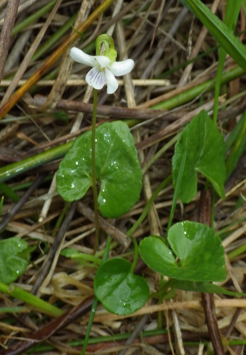 Viola caleyana photo 7