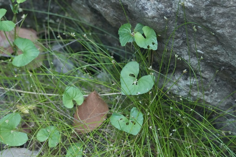 Viola caleyana photo 8