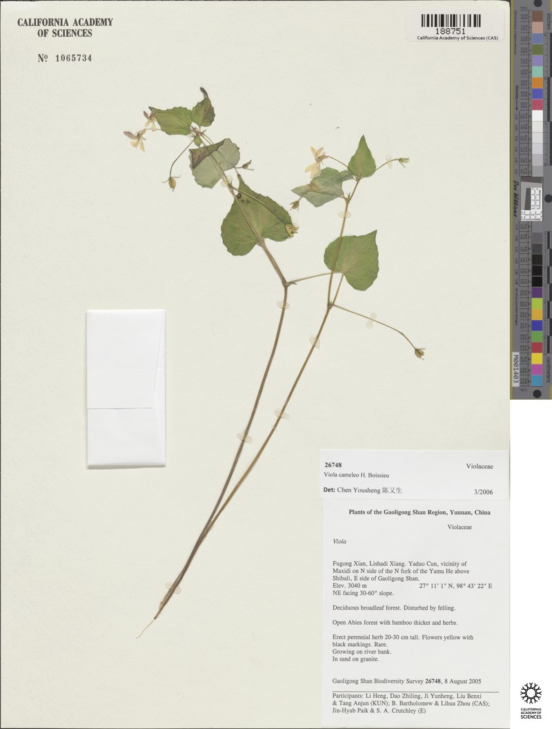 Viola cameleo photo 2