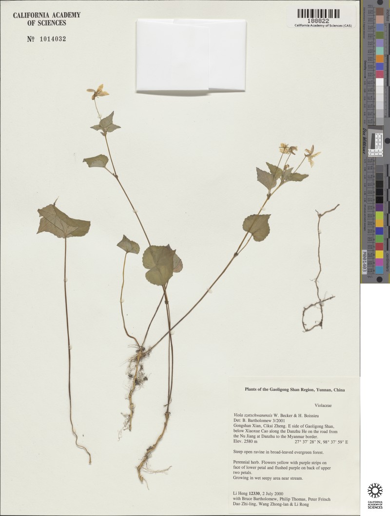 Viola cameleo photo 3
