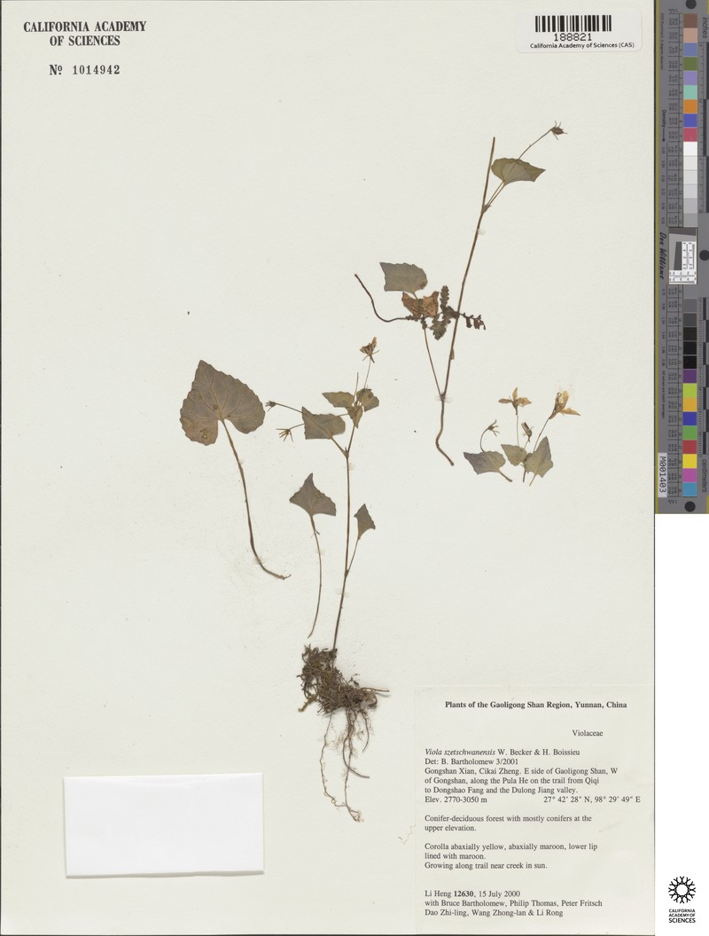 Viola cameleo photo 5