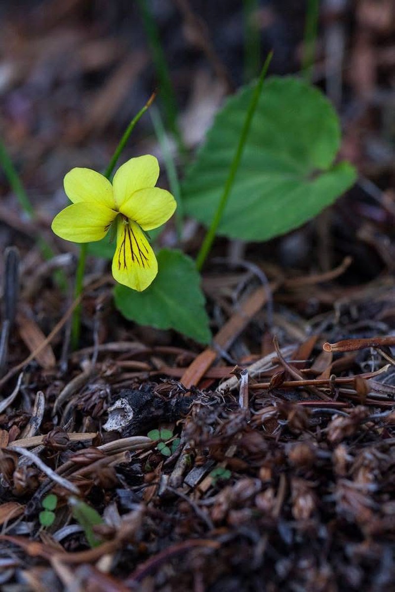 Viola cameleo