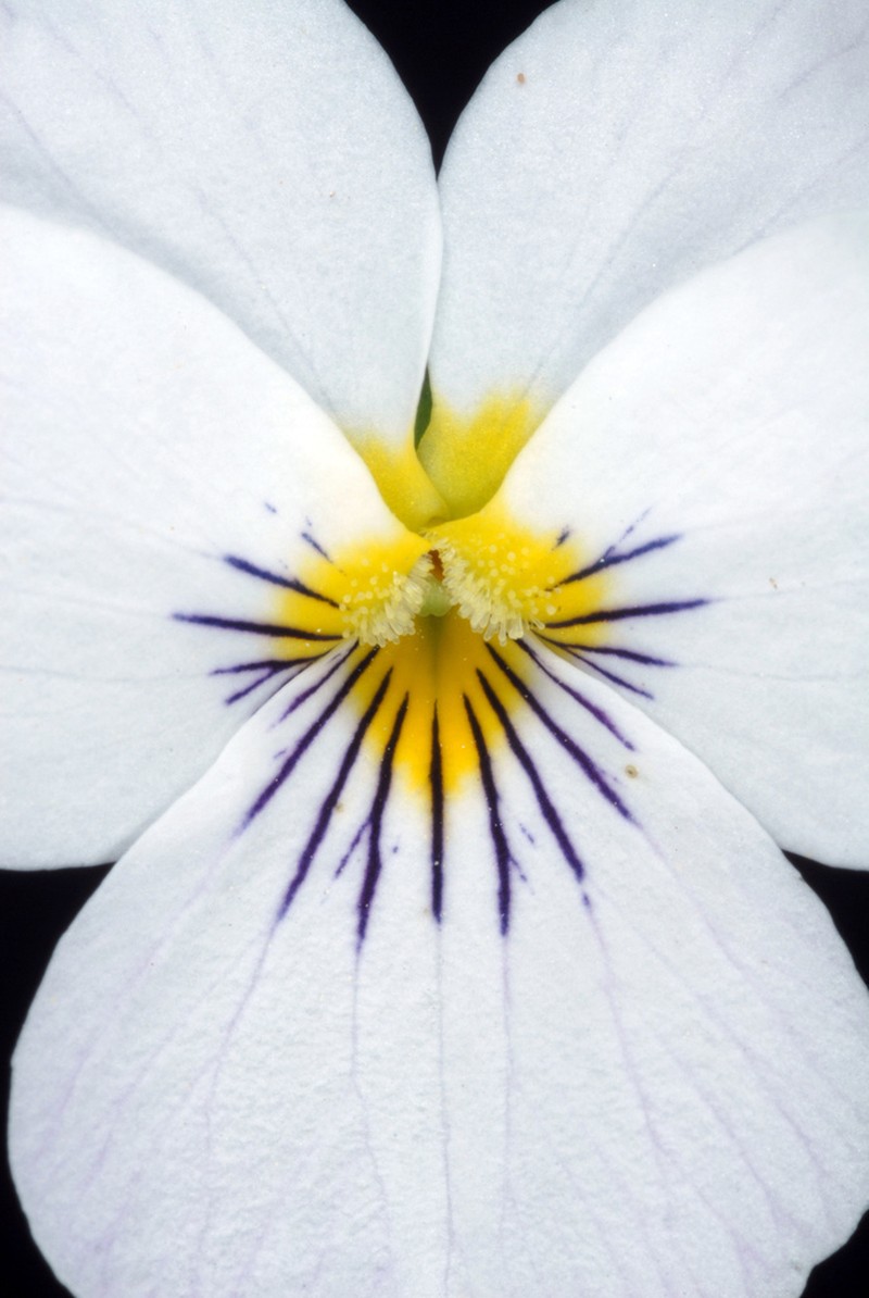 Canadian White Violet photo 2