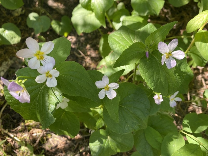 Canadian White Violet photo 4