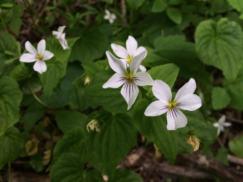 Canadian White Violet photo 5