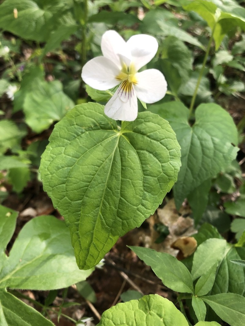 Canadian White Violet photo 6