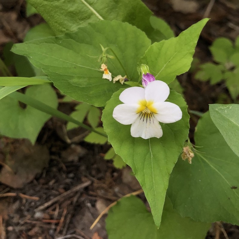 Canadian White Violet photo 7