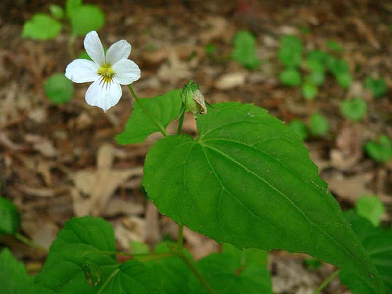 Canadian White Violet